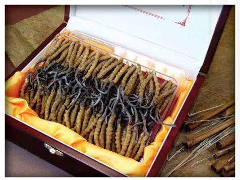 西丰冬虫夏草回收